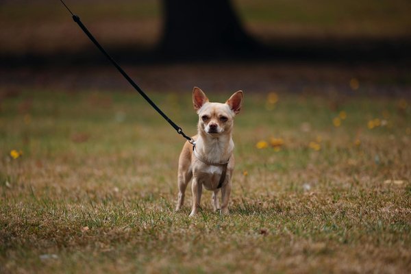 Démystifier la cardiomyopathie féline : comprendre cette maladie cardiaque chez les chats