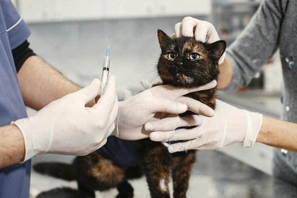 Les infections urinaires chez le chat : causes, symptômes et traitements