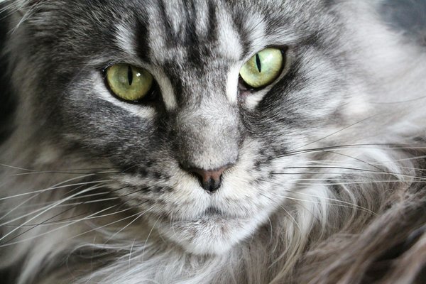 Maine coon : un chat fascinant aux mille facettes